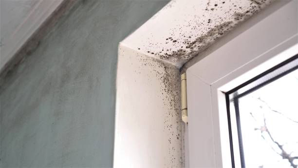 Best Mold Remediation Experts  in El Cenizo, TX