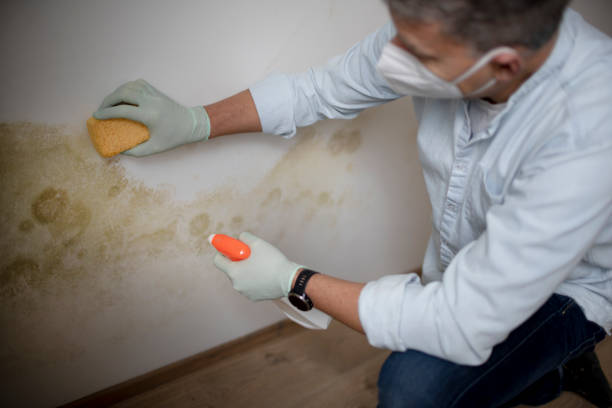 Best Emergency Mold Removal  in El Cenizo, TX