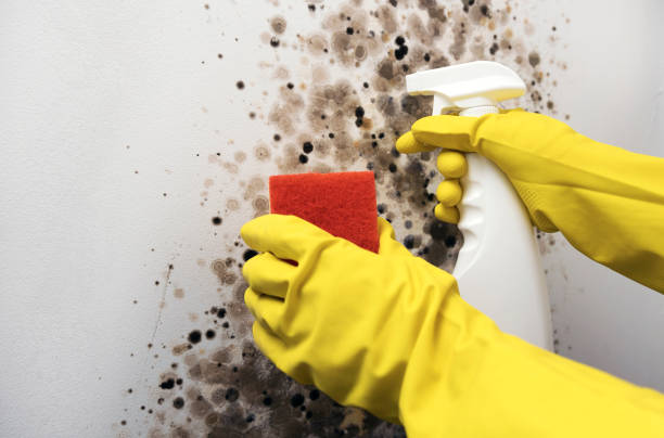 Mold Removal and Inspection in El Cenizo, TX